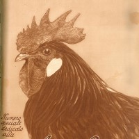 Il numero del 16 novembre del 1926 della “Italia agricola” dedica la copertina al tema dell’avicoltura. 