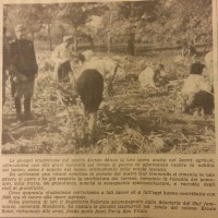 Le giovani studentesse del nostro ateneo danno la loro opera nei lavori agricoli, in «Il Resto del Carlino», 17 settembre 1942. 