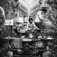 La raccolta semimeccanizzata in un pescheto a palmetta, con rete antigrandine, anni '60-'70. Da: S. Nardi, Strutture e tendenze dell'agricoltura ravennate (1950-1970), Ravenna 1976