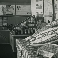 Stand espositivo di frutta [anni '70]. Cooperativa frutticoltori Massa Lombarda