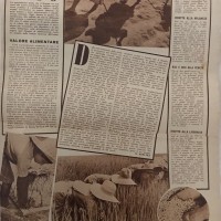 Riso. Valore alimentare, in «Annabella», n. 6, agosto 1940. 