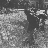 La mietitura del grano ai giardini Margherita, foto in Franco Cristofori, Bologna. Gente e vita dal 1914 al 1945, Bologna, Alfa, 1980, p. 463.