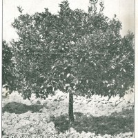 Copertina della rivista “Italia agricola” del 15 settembre 1920 dedicata alla coltivazione degli aranci in Sicilia.